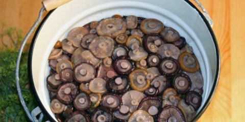 Mlečne pečurke: kako kuvati, toplo i hladno soljenje, kako kiseliti